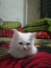 White Persian cat